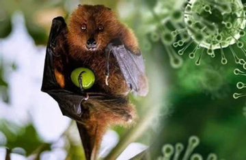 Cần làm gì để phòng tránh virus Nipah?