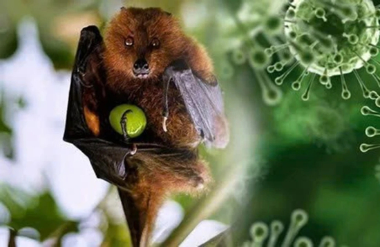 Cần làm gì để phòng tránh virus Nipah?