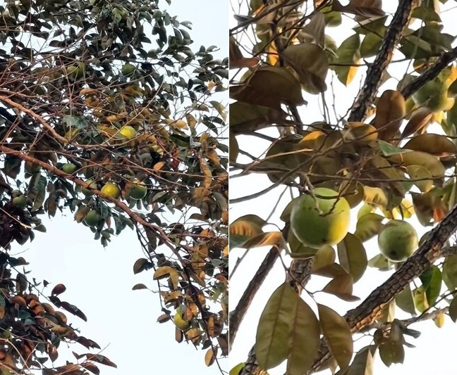 Cảnh Tượng Lần Đầu Xuất Hiện Trong Nhà Mỹ Tâm Cảnh Tượng Lần Đầu Xuất Hiện Trong Nhà Mỹ Tâm- Ảnh 3.