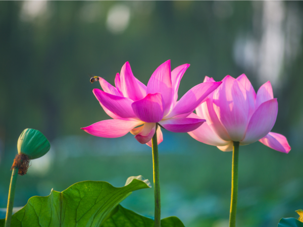 Top 3 con giáp đi tới đâu tiền rải theo tới đó trong 15 ngày tới, vét sạch vận may của thiên hạ, an nhàn tự tại, tương lai huy hoàng  - Ảnh 1