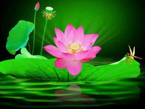 Top 3 con giáp đi tới đâu tiền rải theo tới đó trong 15 ngày tới, vét sạch vận may của thiên hạ, an nhàn tự tại, tương lai huy hoàng  - Ảnh 2