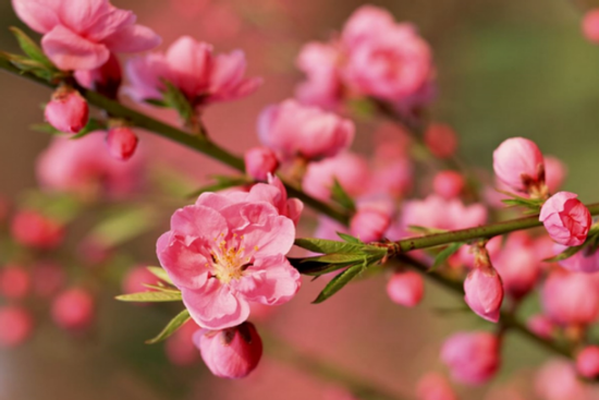 Trong 3 ngày đầu tháng tuần mới (5,6,7 tháng 1), 3 con giáp sa chân chĩnh vàng, làm giàu khó đỡ, tiền bạc ùn ùn kéo về