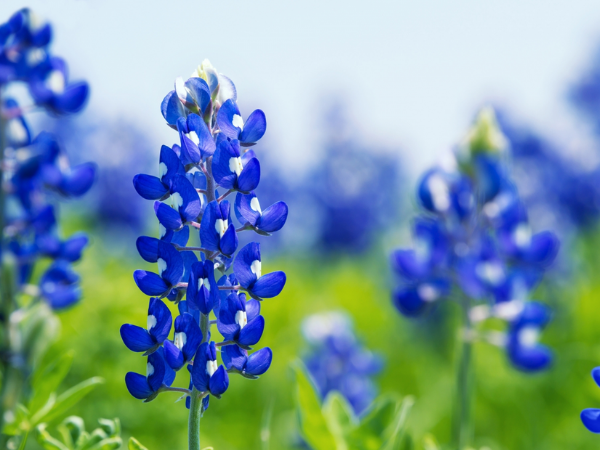 Đúng 8h ngày mai, 8/1/2026, 3 con giáp nằm không cũng hưởng trọn PHÚC LỘC, sống trong nhung lụa, hỷ sự lâm môn, tiền bạc cải thiện - Ảnh 1