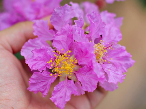 Trong 30 ngày cuối cùng của năm Ất Tỵ, 3 con giáp Thần may mắn kề bên, sự nghiệp trải hoa hồng, giàu sang chạm đỉnh, tình duyên viên mãn hơn người - Ảnh 2