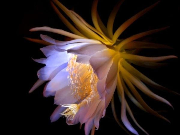 Trong 30 ngày cuối cùng của năm Ất Tỵ, 3 con giáp Thần may mắn kề bên, sự nghiệp trải hoa hồng, giàu sang chạm đỉnh, tình duyên viên mãn hơn người  - Ảnh 1