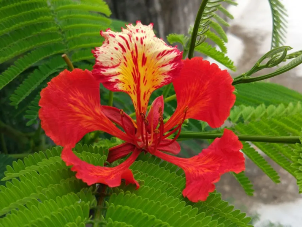 Trong 30 ngày cuối cùng của năm Ất Tỵ, 3 con giáp Thần may mắn kề bên, sự nghiệp trải hoa hồng, giàu sang chạm đỉnh, tình duyên viên mãn hơn người  - Ảnh 3