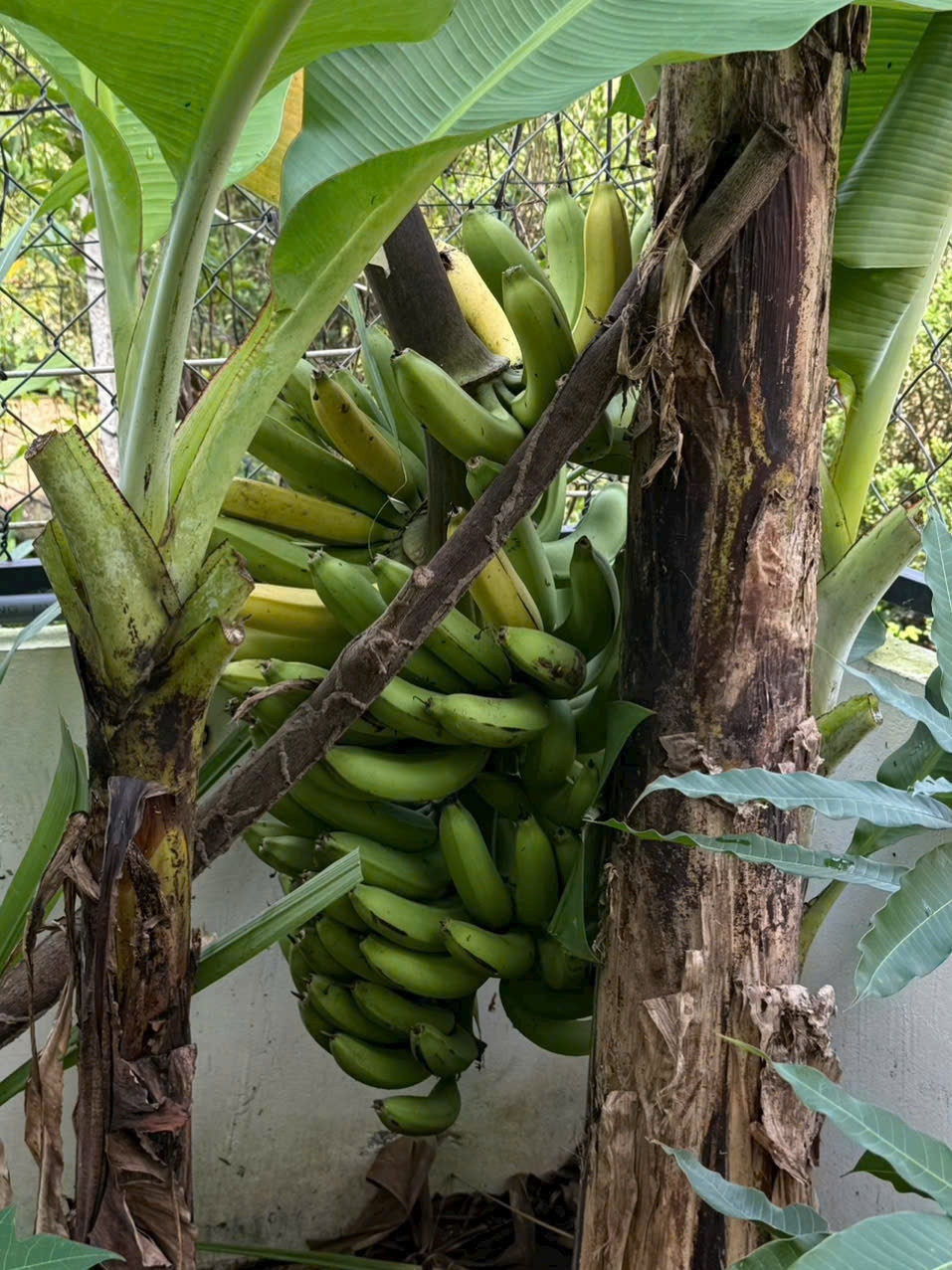 Tổ ấm hạnh phúc của ca sĩ Phạm Trưởng với vườn cây trĩu quả trong nhà phố - Ảnh 5.