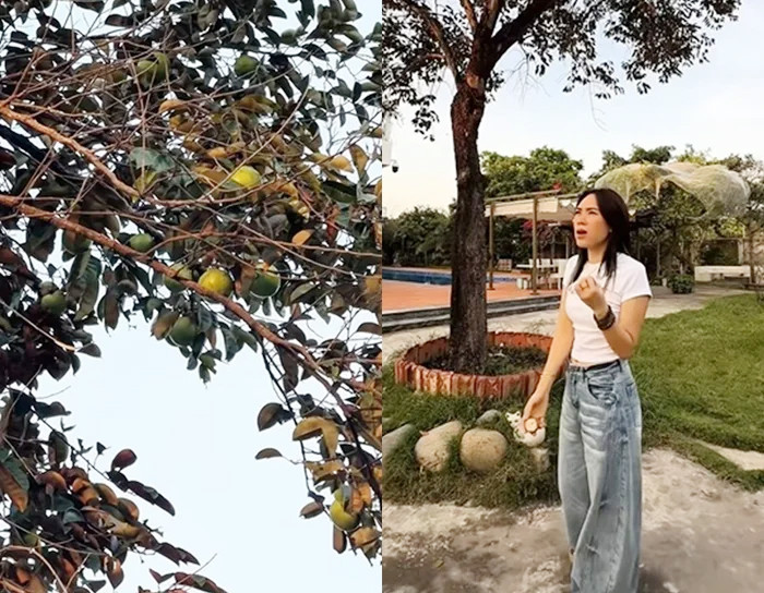 Thành quả không ngờ bên trong nhà vườn của Mỹ Tâm sau 4 năm - Ảnh 8.