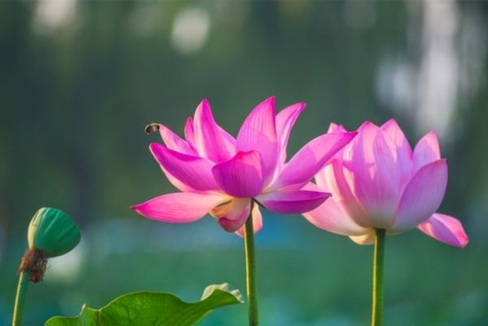 Tử vi 3 ngày cuối tuần (2, 3, 4 tháng 10), 3 con giáp công danh chạm đỉnh, mở lối Vinh Hoa, Tiền Tài cực thịnh vượng