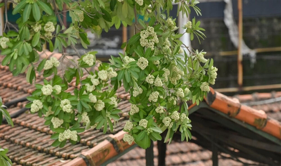 Cắt tỉa hoa sữa ở Hà Nội chỉ là giải pháp tình thế, nên sớm di dời xa khu dân cư
