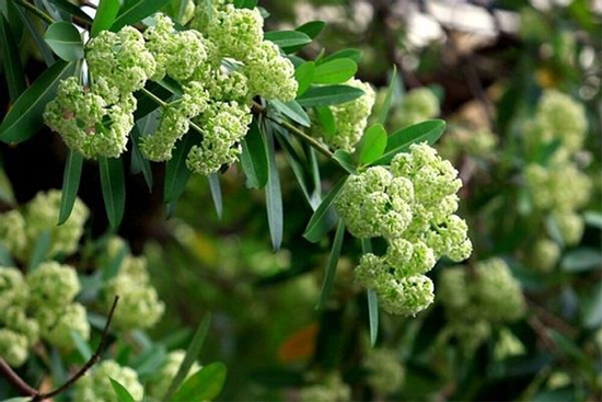 Dân mạng gọi sống cạnh cây hoa sữa là 'thử thách sinh tồn', khoe đủ cách đối phó