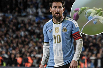 Xuất hiện bông hoa Messi trên thế giới