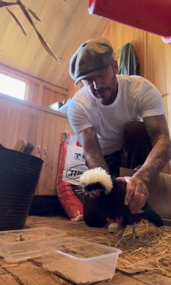 Cầu thủ David Beckham