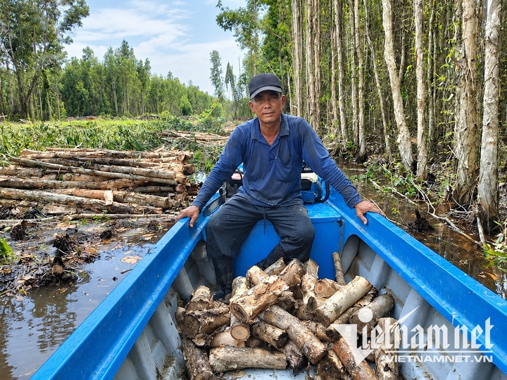 Vợ chồng ông Nguyễn Thanh Tuấn làm nghề đốn, vác tràm thuê. (Ảnh: VNN)