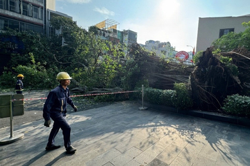 Cây cổ thụ cao 20m đổ chắn đường, trung tâm TPHCM kẹt xe kéo dài