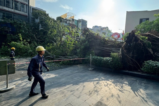 Cây cổ thụ cao 20m đổ chắn đường, trung tâm TPHCM kẹt xe kéo dài
