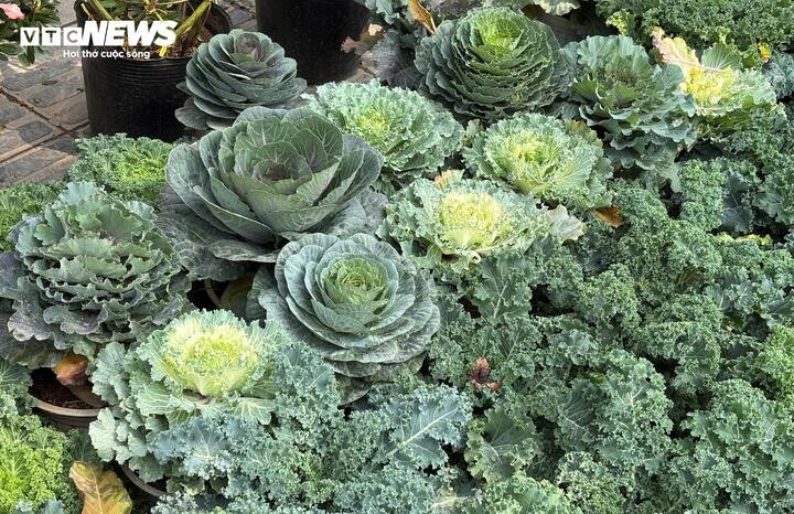 Rau xanh trở thành loại cây cảnh chơi Tết mới mẻ tại Hà Nội.