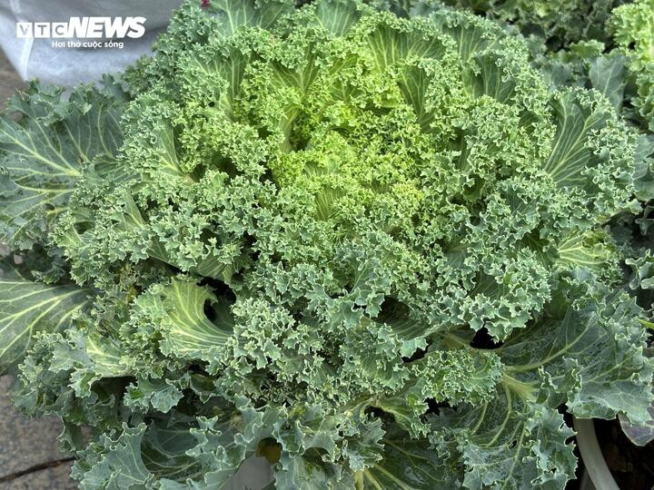 Giá cả phải chăng và giá trị sử dụng cao khiến rau cải cảnh đắt hàng dịp Tết.