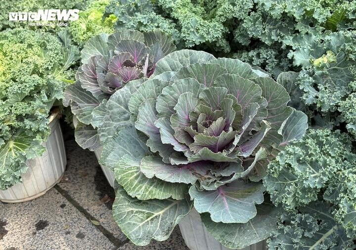 Cải hoa hồng thường được người tiêu dùng lựa chọn.