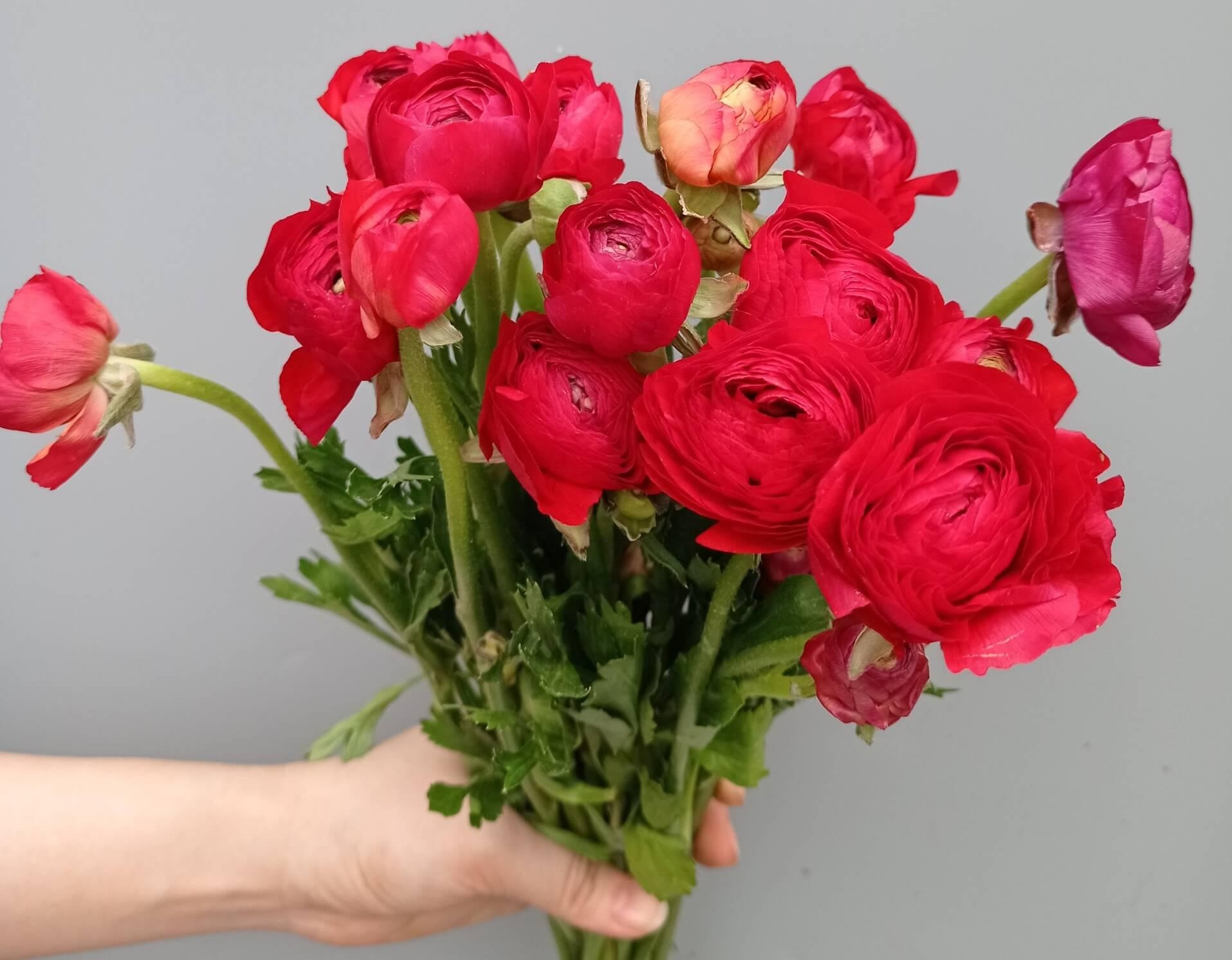 Loài hoa 'nghìn lớp' Hoa hậu Đỗ Hà cắm Tết này có gì đặc biệt? - Ảnh 3.