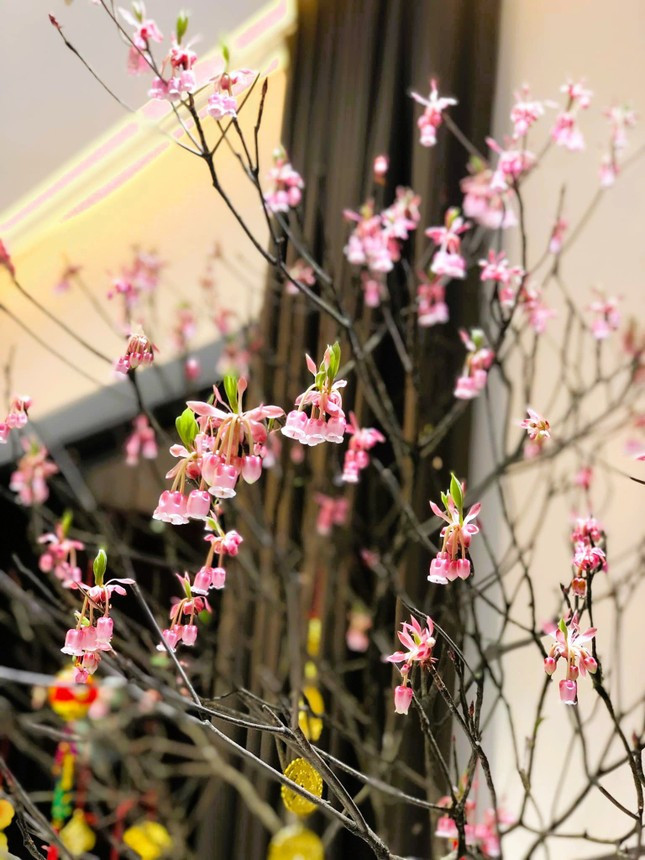 Độc, lạ đào chuông Yên Tử được đại gia truy lùng chơi Tết - Ảnh 1.