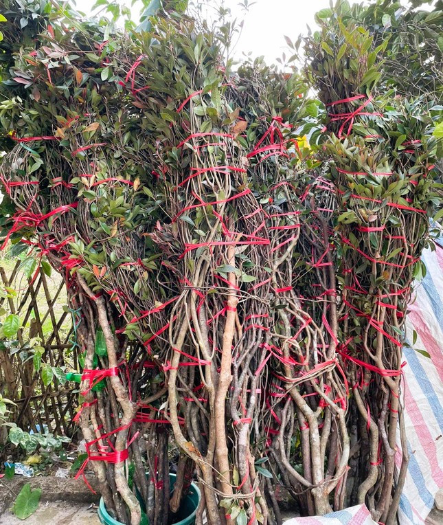 Độc, lạ đào chuông Yên Tử được đại gia truy lùng chơi Tết - Ảnh 12.