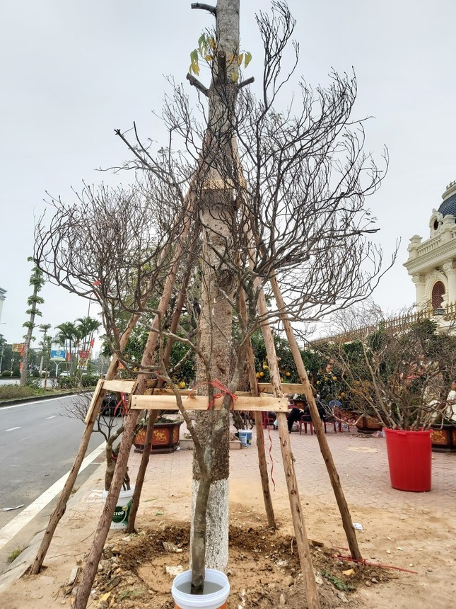 Độc, lạ đào chuông Yên Tử được đại gia truy lùng chơi Tết - Ảnh 9.