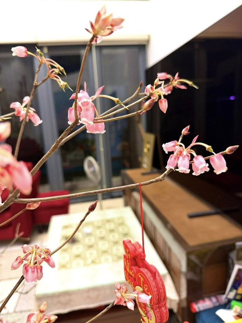 Cành đào chuông Yên Tử lạ mắt