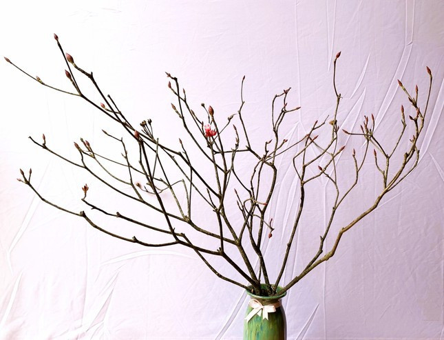 Độc, lạ đào chuông Yên Tử được đại gia truy lùng chơi Tết - Ảnh 11.