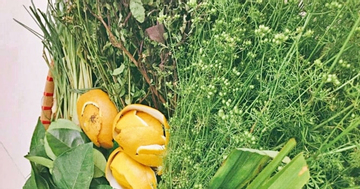 Ý nghĩa tục lệ rửa mặt bằng nước rau mùi già vào dịp tết Nguyên đán