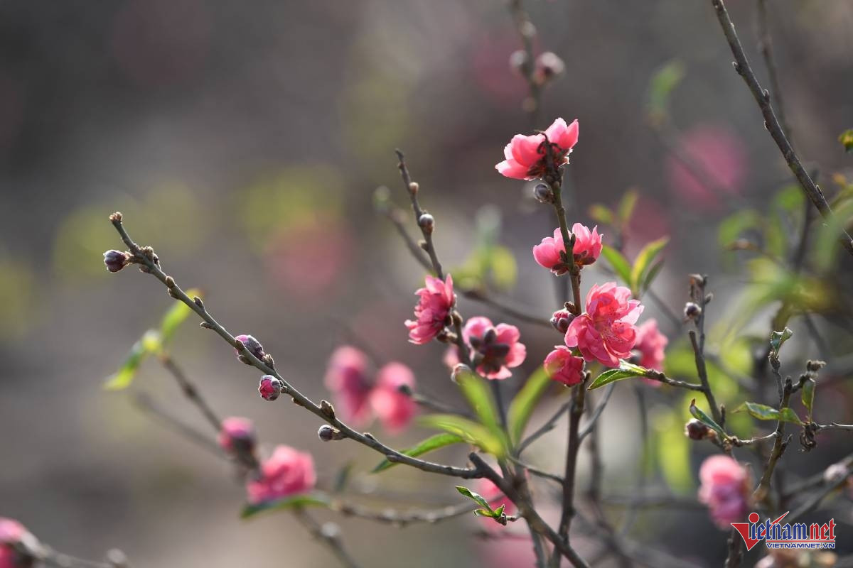 W-chuctet hoangha1.jpg