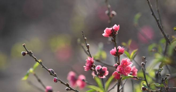 Lời chúc Tết bằng tiếng Anh hay, ý nghĩa mừng năm mới 2026