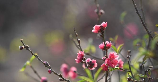 Lời chúc Tết bằng tiếng Anh hay, ý nghĩa mừng năm mới 2026