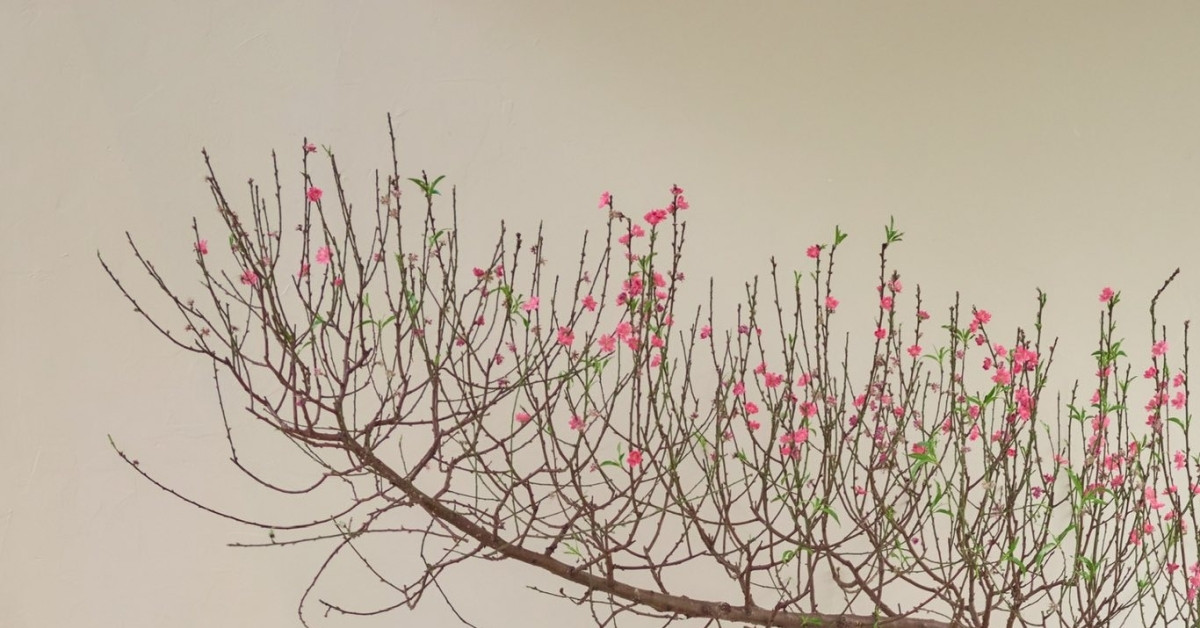 Gallery - Biệt thự ngập hoa đón Tết của Midu