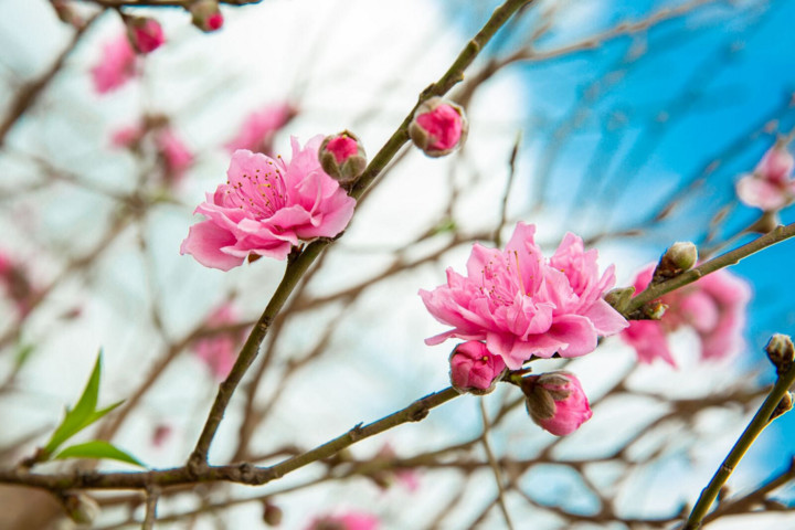 Tháng 1 Âm lịch thường được gọi là tháng Giêng. (Ảnh minh họa: iStock)