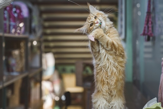 Người đàn ông kiếm được 565 triệu đồng nhờ cho mèo của người khác ăn mấy ngày Tết