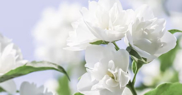 Tháng sinh Âm lịch của người quyết đoán: Số mệnh tôi luyện thành người dẫn đầu