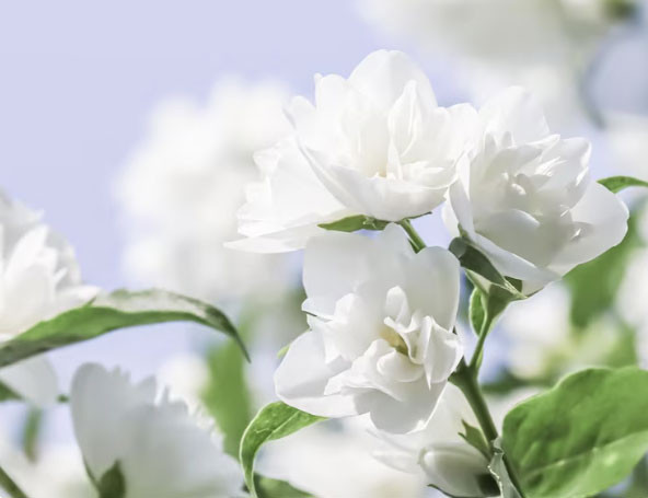 Tháng sinh Âm lịch của người quyết đoán: Số mệnh tôi luyện thành người dẫn đầu - Ảnh 3.