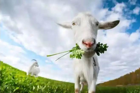 3 con giáp may mắn tuần mới, báo hiệu một năm hanh thông