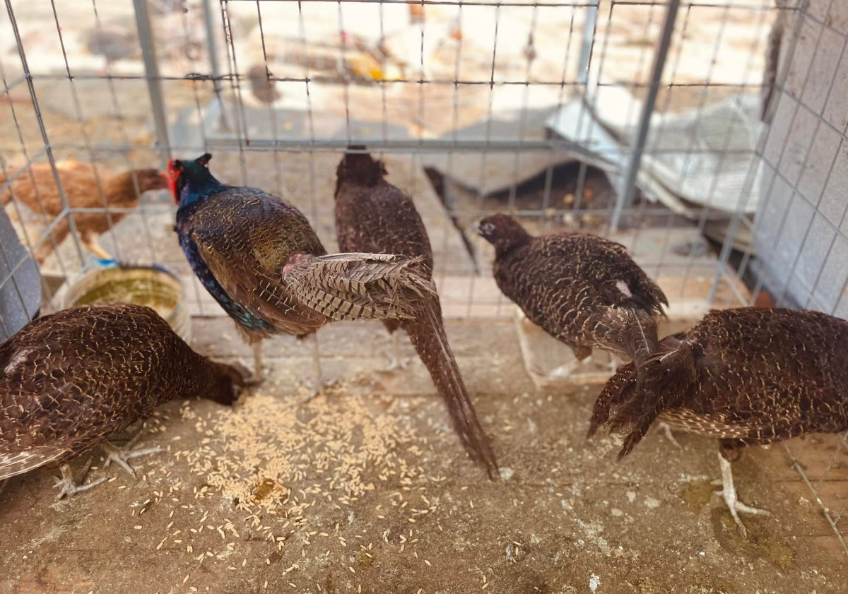 Ca sĩ Mỹ Lệ ở tuổi 54 sống viên mãn bên biệt thự 1 . 000 M2 tại TP HCM - Ảnh 20.