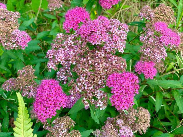 Ca sĩ Mỹ Lệ ở tuổi 54 sống viên mãn bên biệt thự 1 . 000 M2 tại TP HCM - Ảnh 34.