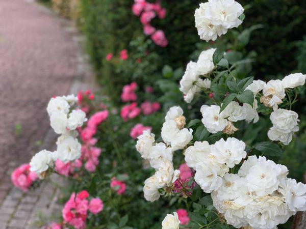 Ca sĩ Mỹ Lệ ở tuổi 54 sống viên mãn bên biệt thự 1 . 000 M2 tại TP HCM - Ảnh 36.