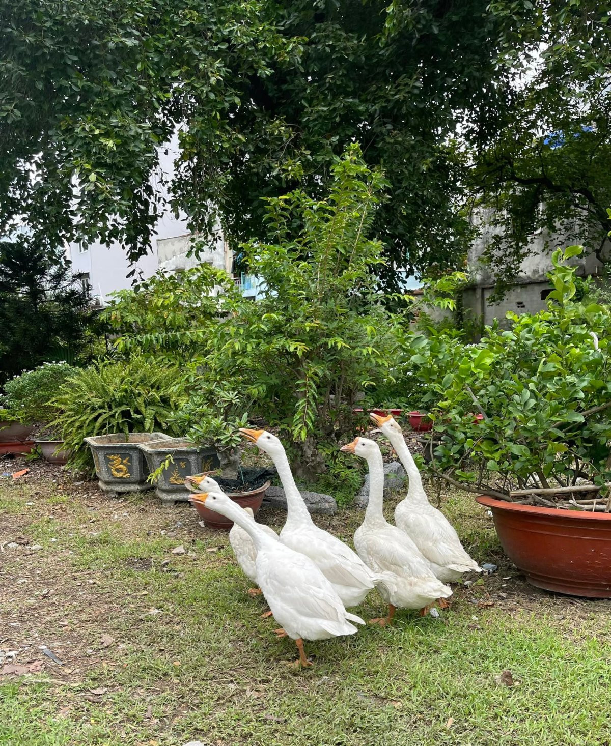 Ca sĩ Mỹ Lệ ở tuổi 54 sống viên mãn bên biệt thự 1 . 000 M2 tại TP HCM - Ảnh 23.