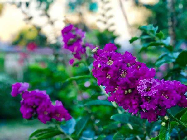 Ca sĩ Mỹ Lệ ở tuổi 54 sống viên mãn bên biệt thự 1 . 000 M2 tại TP HCM - Ảnh 37.