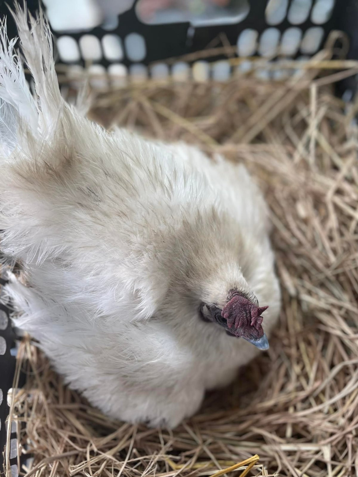 Ca sĩ Mỹ Lệ ở tuổi 54 sống viên mãn bên biệt thự 1 . 000 M2 tại TP HCM - Ảnh 22.