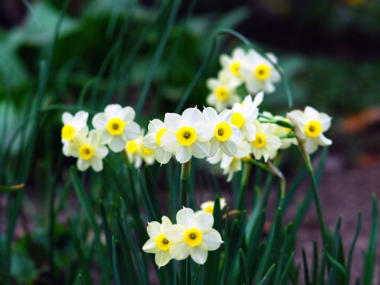 Sau rằm tháng Giêng, 3 con giáp bước qua bóng tối, tương lai tươi sáng, vận số huy hoàng, tiền đẻ ra tiền