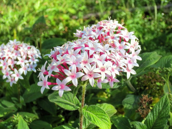 Hết tháng Giêng, hết khổ: 3 con giáp thu lộc dồn dập, may mắn ngập tràn, giàu lên không ngừng, kiếm được tiền nhiều vô kể - Ảnh 3