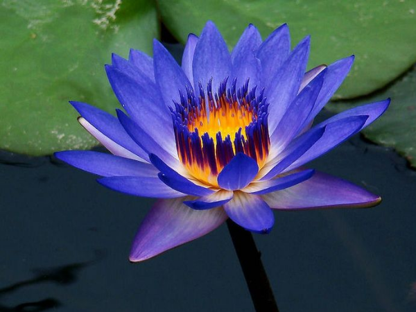 Hết tháng Giêng, hết khổ: 3 con giáp thu lộc dồn dập, may mắn ngập tràn, giàu lên không ngừng, kiếm được tiền nhiều vô kể - Ảnh 1