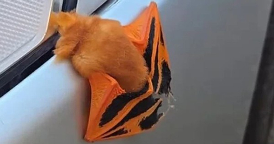 Thấy vật lạ đậu trên xe, cô gái 'sốc nặng' khi lại gần kiểm tra