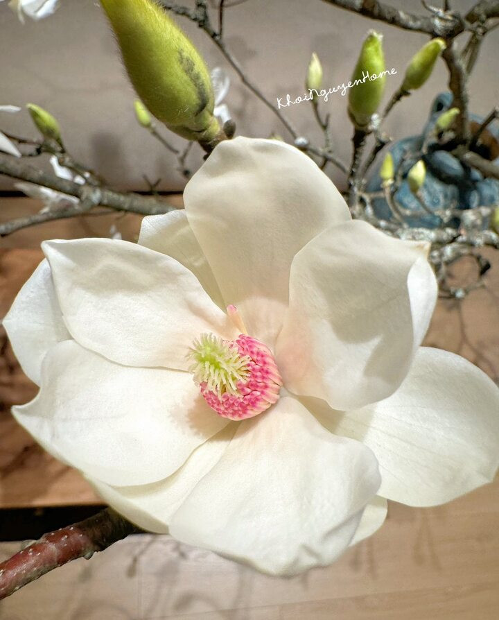 Vì sao hoa mộc lan thành trào lưu sốt xình xịch trên mạng dịp Tết Bính Ngọ? - 7